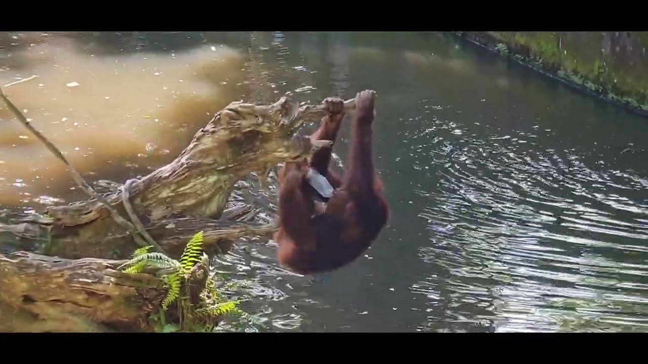 Funny Orangutans from Singapore Zoo