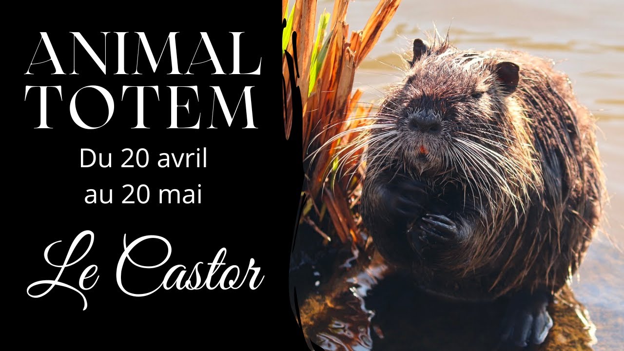 Animal Totem - Le Castor - Du 20 Avril au 20 Mai - Astrologie amérindienne