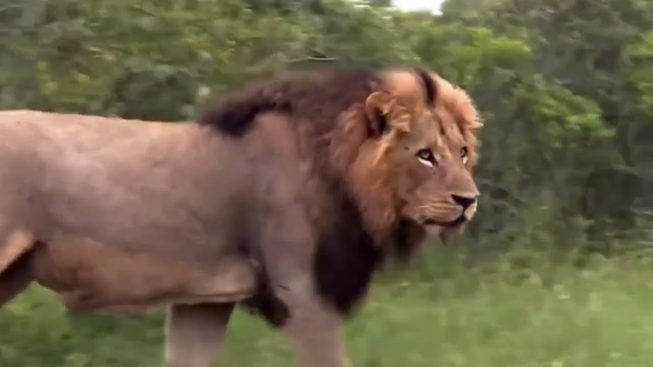 🔥The Beast Of The East Shaka KinkyTail Mapogo