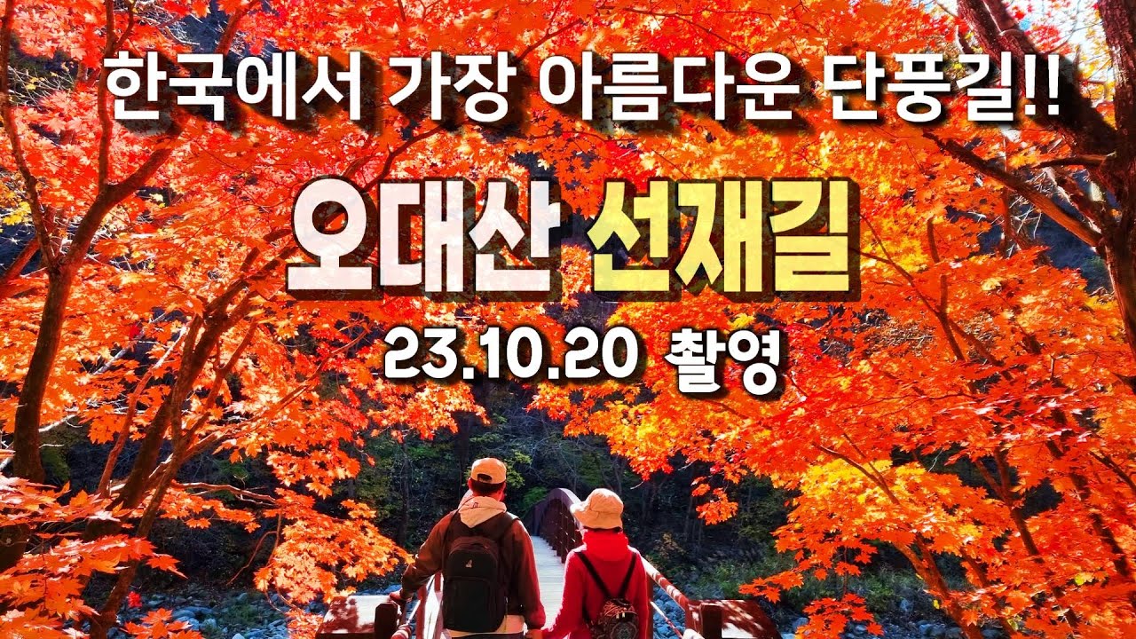 한국 최고의 오대산 선재길 단풍, 지금이 절정입니다.(23.10.20 촬영)