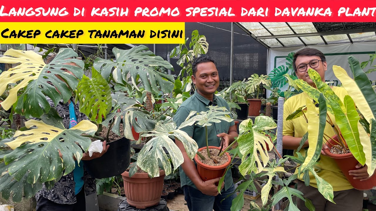 YANG DITUNGGU PROMO SPESIAL AROID VARIGATA DARI DAVANKA PLANTS ‼️