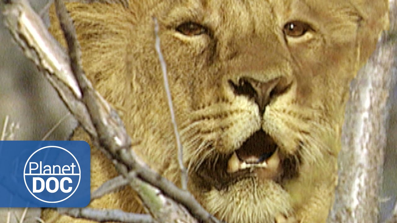 The Asian Lion | Wild Animals - Planet Doc Full Documentaries