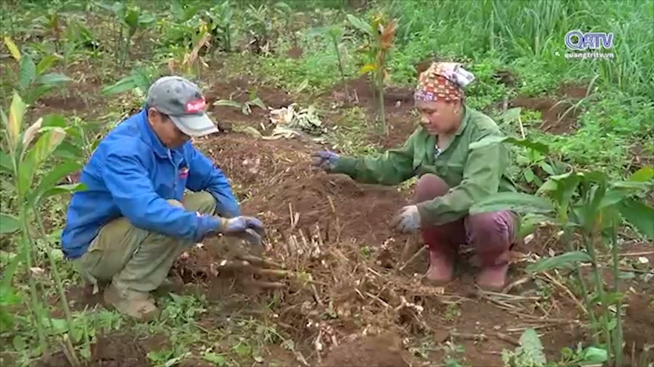CHUYỂN ĐỔI MÔ HÌNH TRỒNG RIỀNG Ở VÙNG CÙA HIỆU QUẢ CAO
