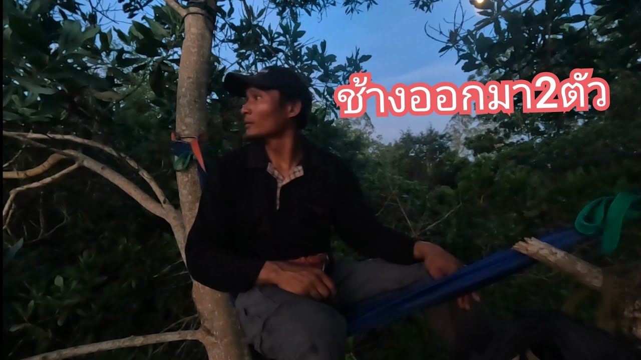 นอนป่าทุ่งไผ่ ตกค่ำช้างพ่อใหญ่2ตัวเดินออกมาหา 16/10/67