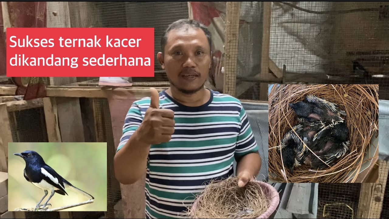 SUKSES TERNAK KACER DIKANDANG SEDERHANA !!! BERAWAL DARI HOBI JADI PENGHASILAN SETIAP BULANNYA