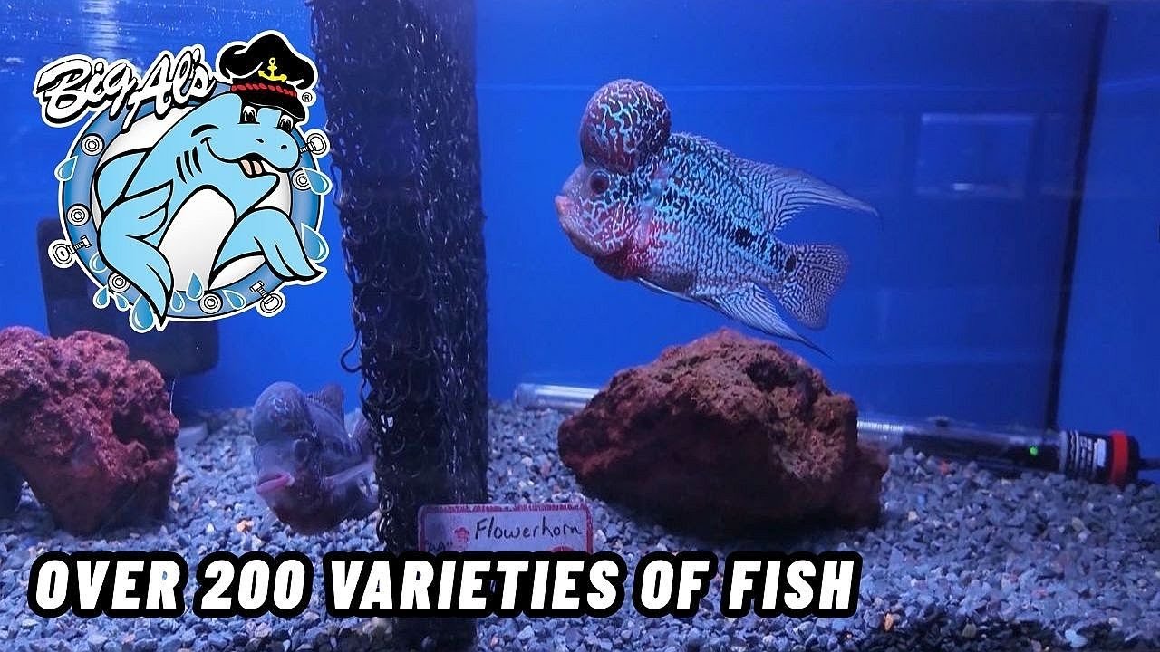Big Al's Aquarium Supercentre - Whitby Location