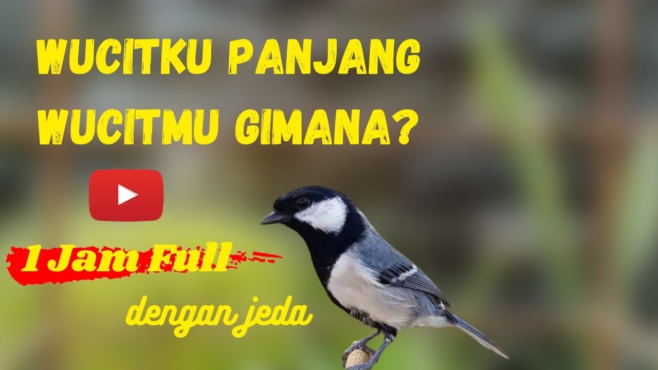 BURUNG GLATIK BATU GACOR WUCIT | Masteran glatik yang macet bunyi | Pikat glatik alam liar.