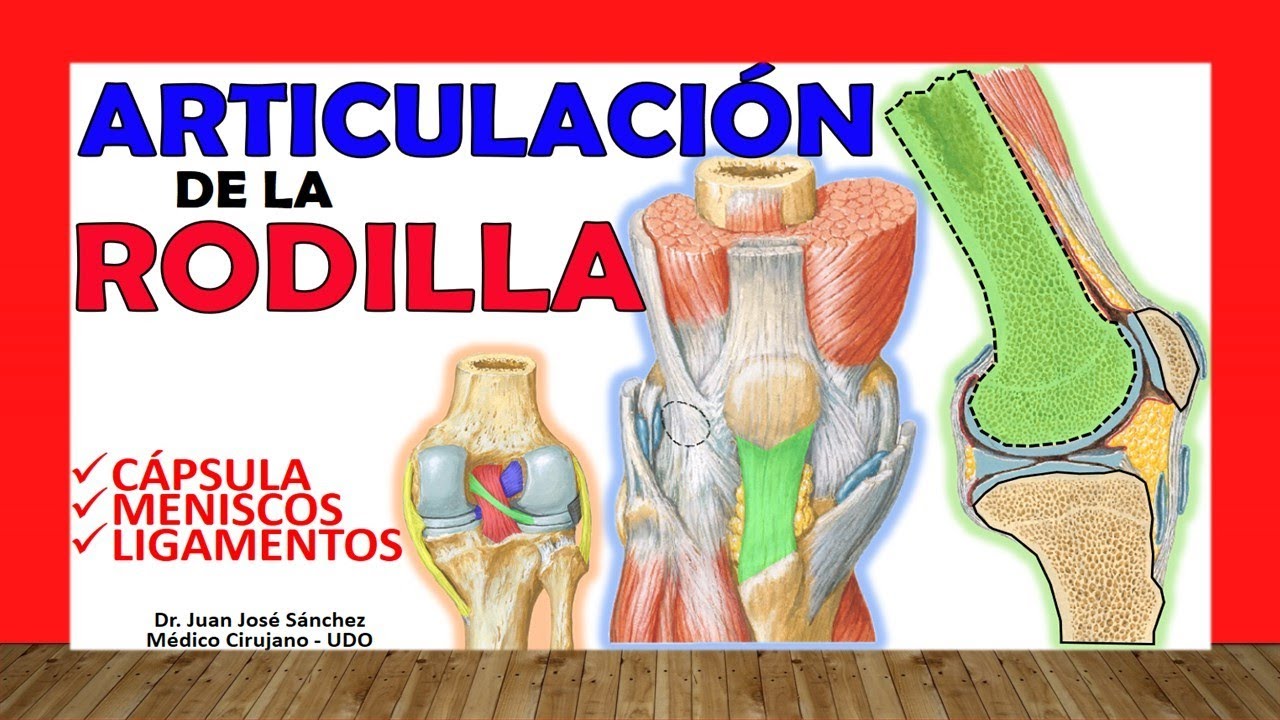 🥇 ARTICULACION DE LA RODILLA. ¡Explicación Sencilla!
