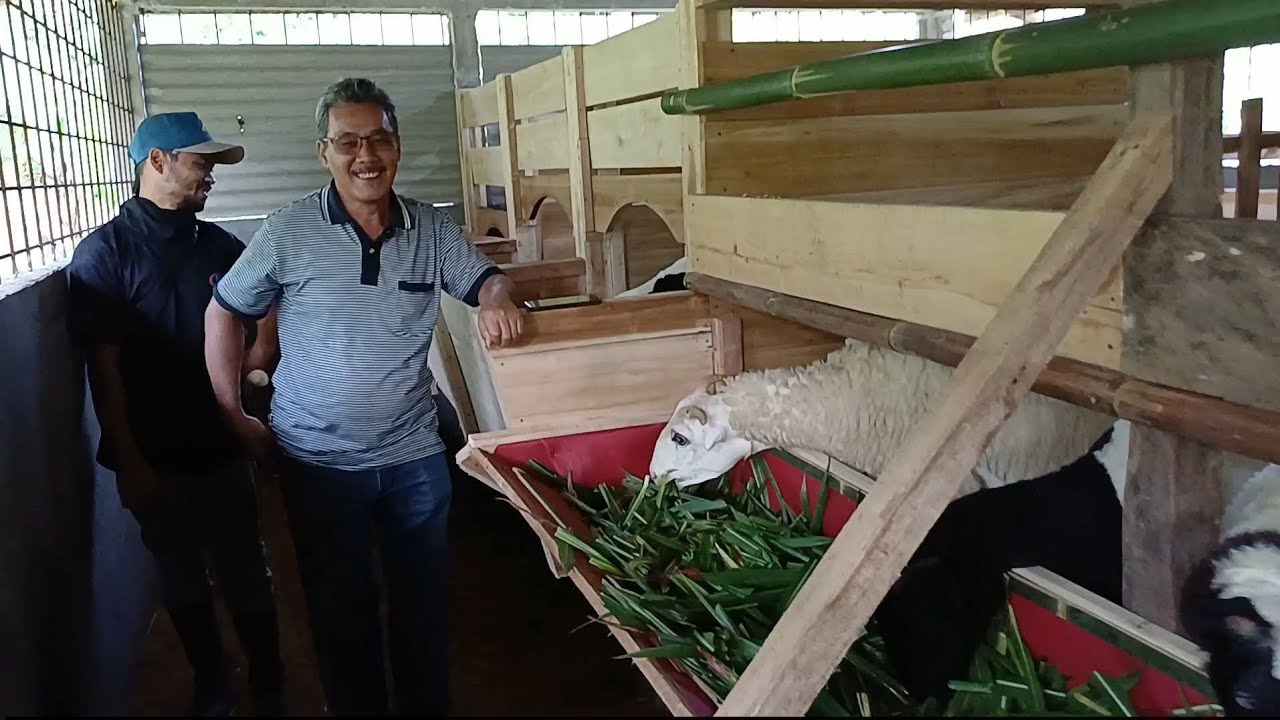 PAKET BREEDING DOGAR KE CIKOTOK LEBAK BANTEN