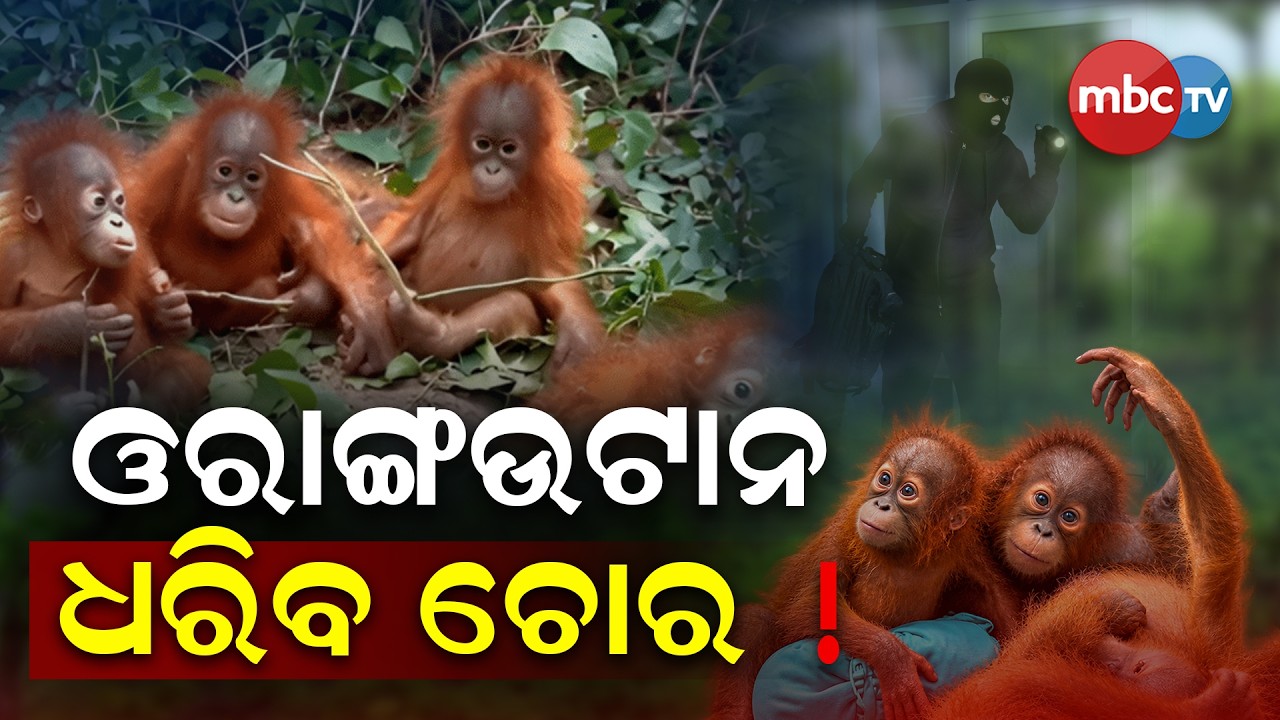 🔴 LIVE : AJIRA ODISHA | ଓରାଙ୍ଗଉଟାନ - ଧରିବ ଚୋର !
