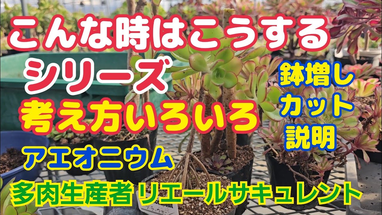 【多肉植物】【こんな時はこうする】考え方いろいろ🎵鉢増し・カット・説明2026年3月3日