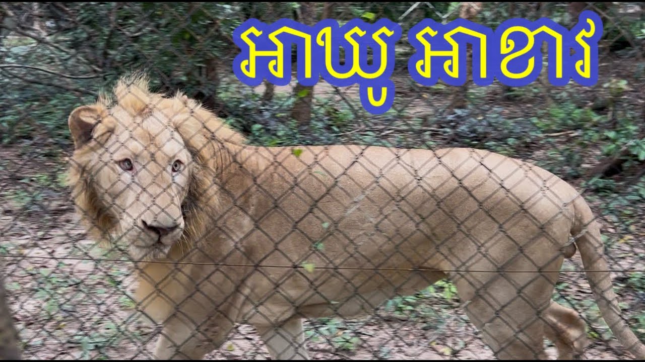 សត្វ​តោ​កាចណាស់ Lion #zoo #entertainment #animals #monkey  #ភ្នំតាម៉ៅ #cambodia #wildlife #lion #fyp