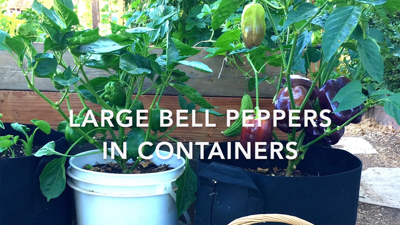 Growing bell peppers in containers | Planting to harvest | Magtanim ng bell pepper sa container