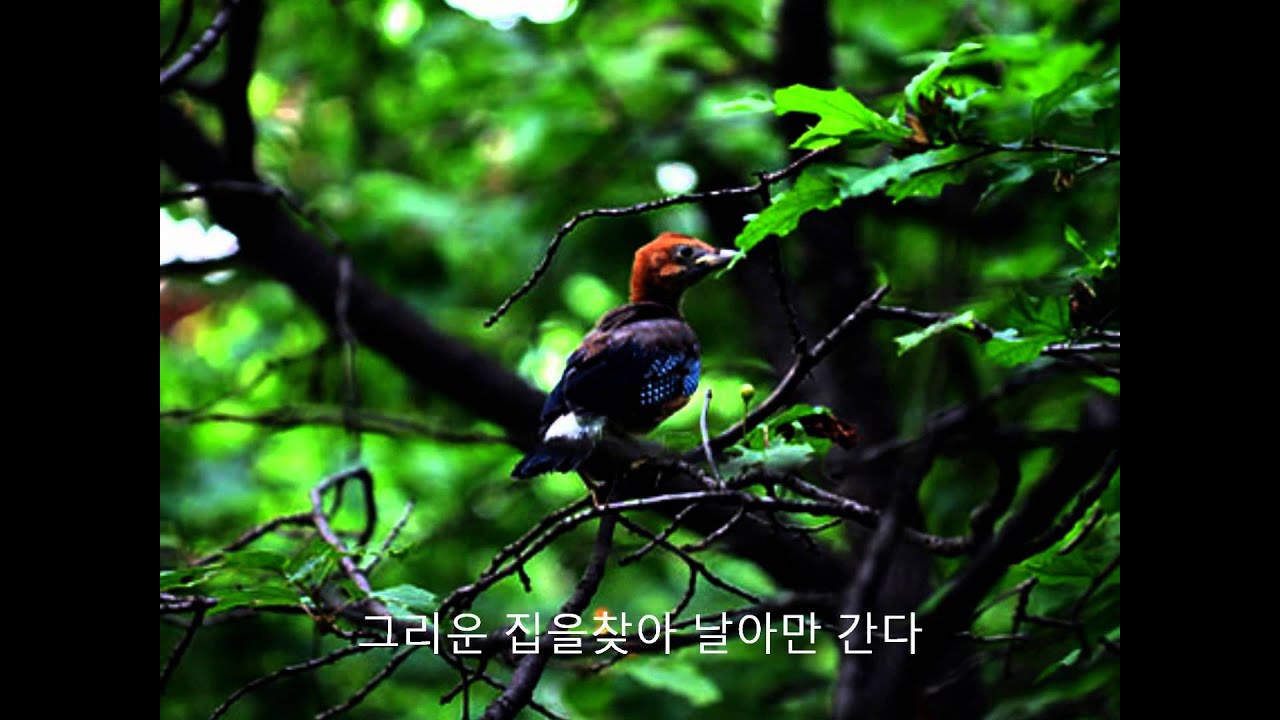 김정호 - 작은새.wmv