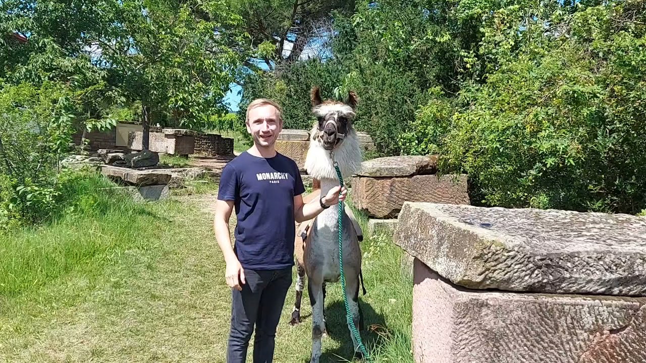 Lama-Wandern in Bad Dürkheim