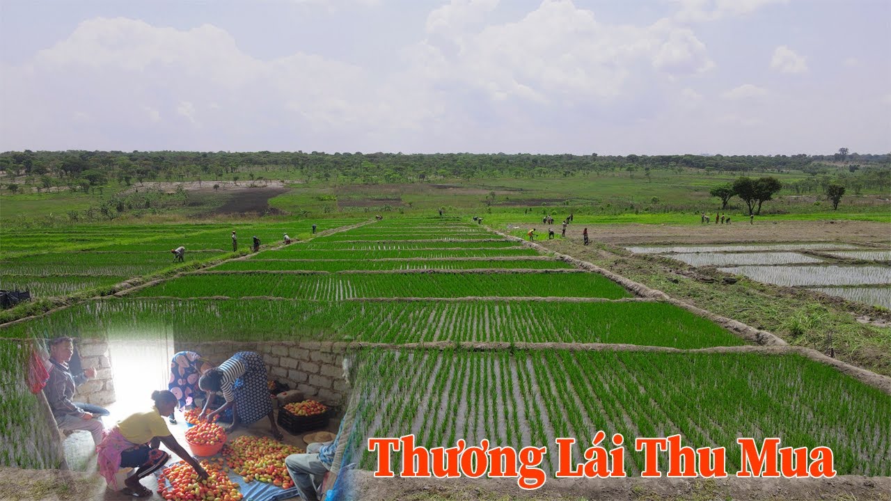 Linh Philip || Thành Quả Nông Nghiệp Đầu Tiên Được Thương Lái Đến Tận Nơi Thu Mua !!!