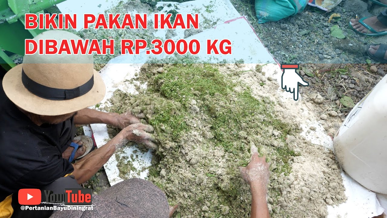 MEMBUAT PAKAN IKAN HARGA DIBAWAH Rp.3000/KG #bayudiningrat  #bayusehatmandiri #pertanian