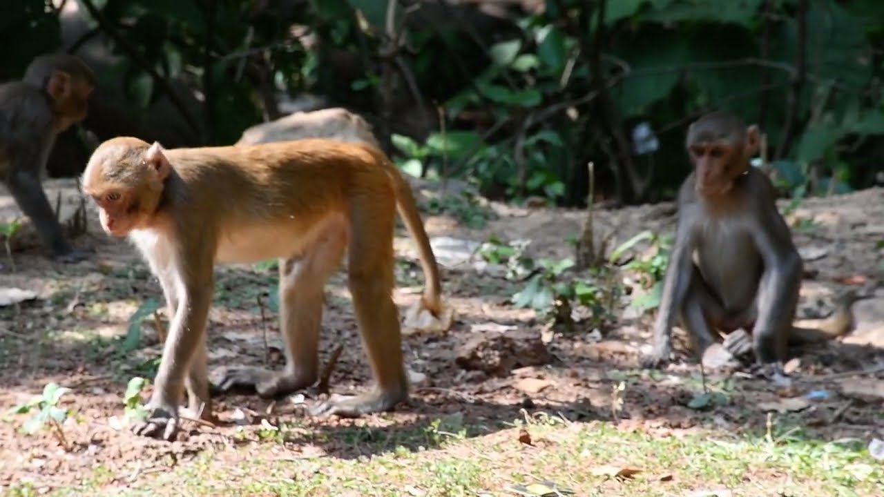 Little Monkey  Fuck another Monkey Just try