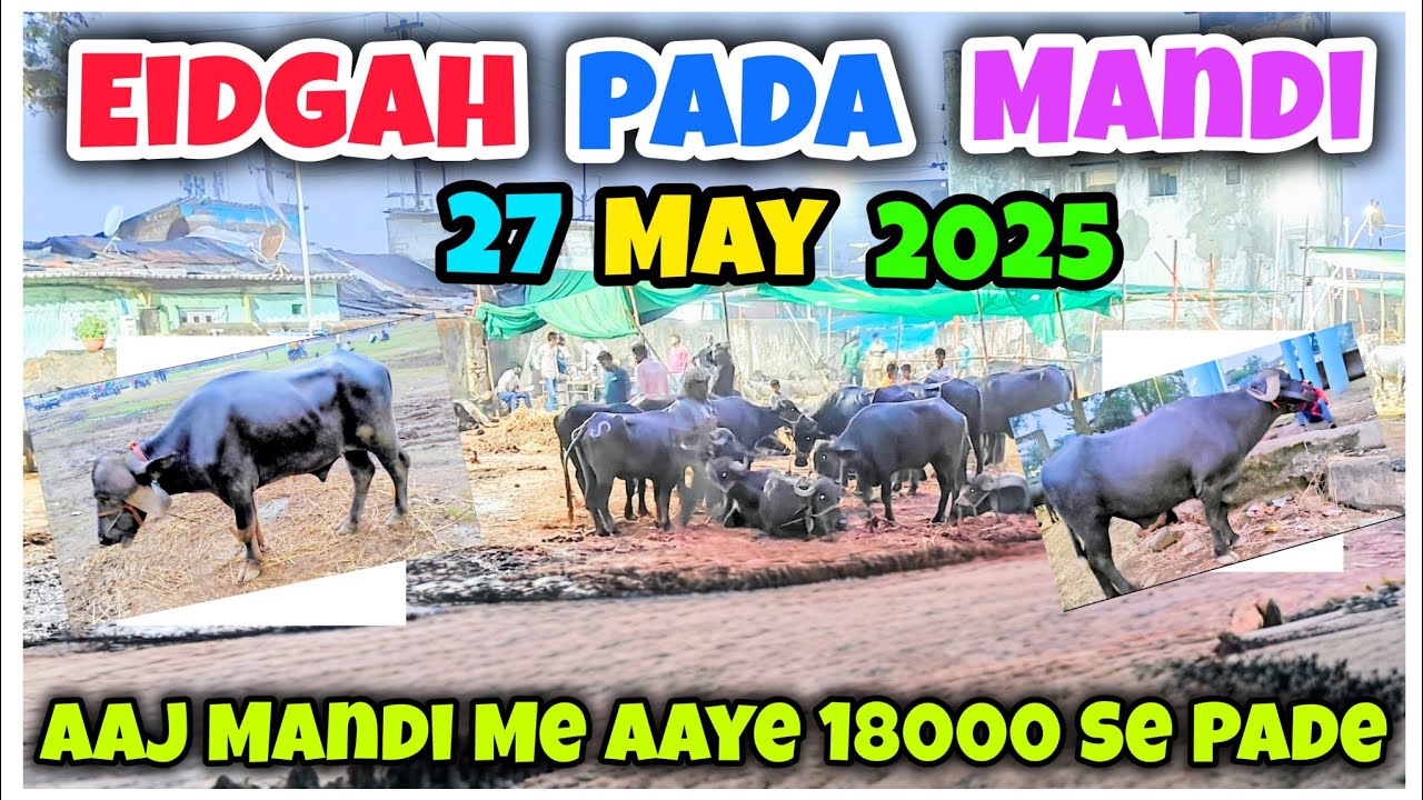 Bhiwandi Eidgah Road Pada Mandi Latest Update 27 May 2025