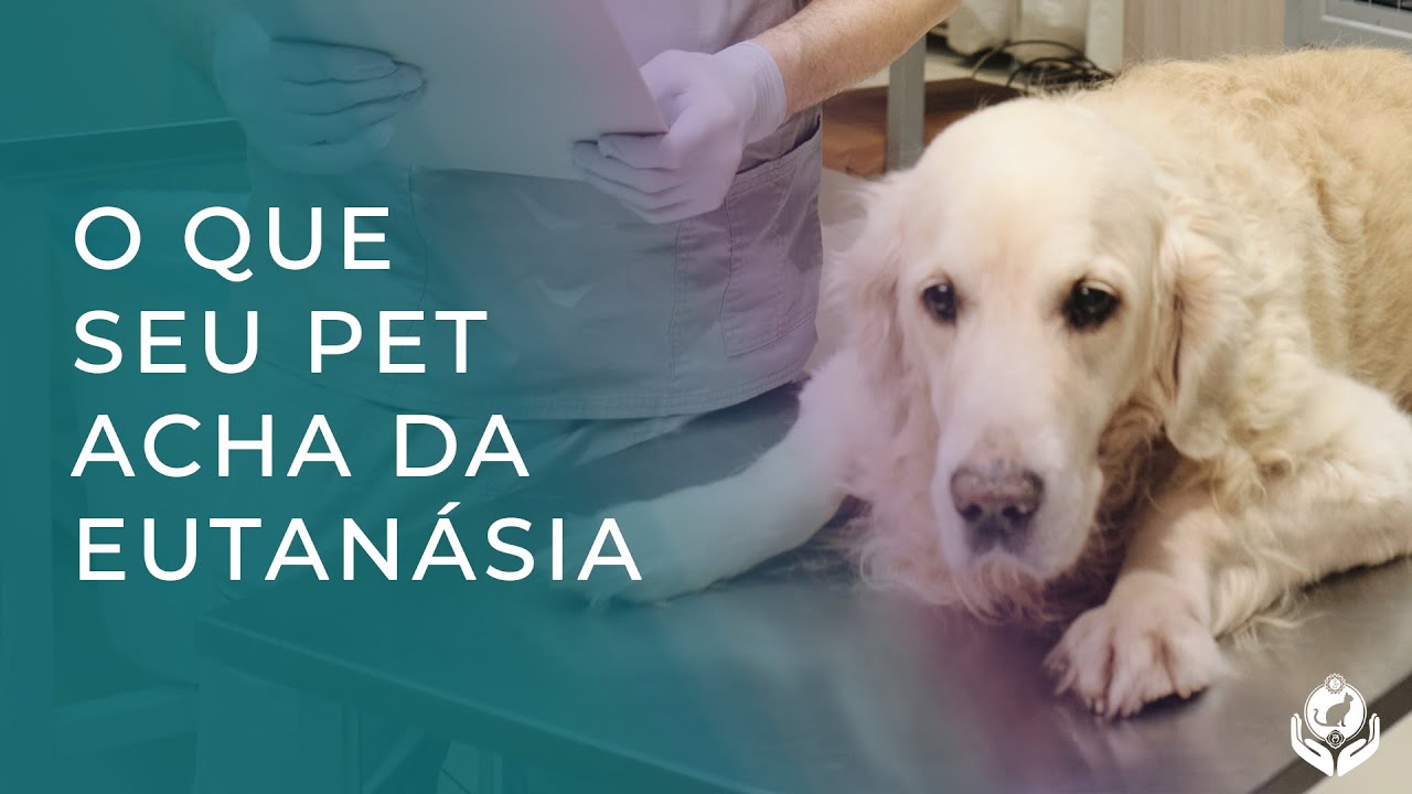COMO OS ANIMAIS ENXERGAM A EUTANÁSIA? EXISTEM MÉTODOS ALTERNATIVOS? | Comunicação Intuitiva Animal