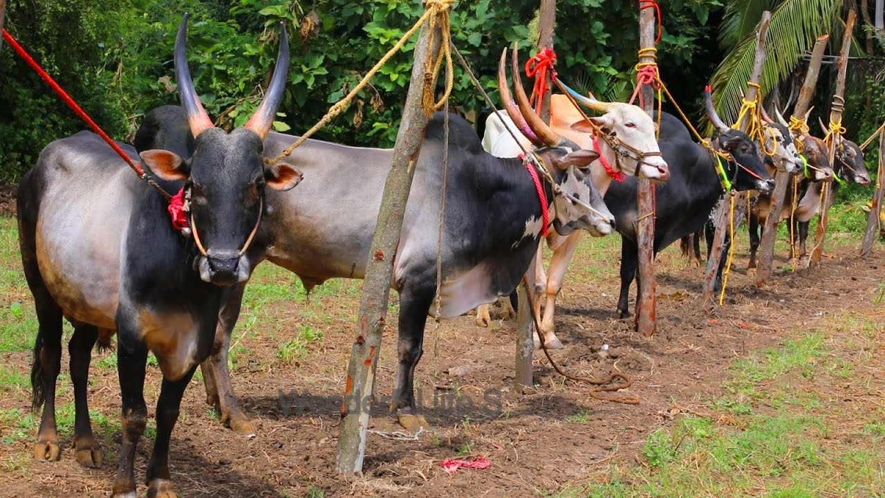 Prices of SLN King Samrajya bulls | Raising the Hori Habba Jallikattu bulls