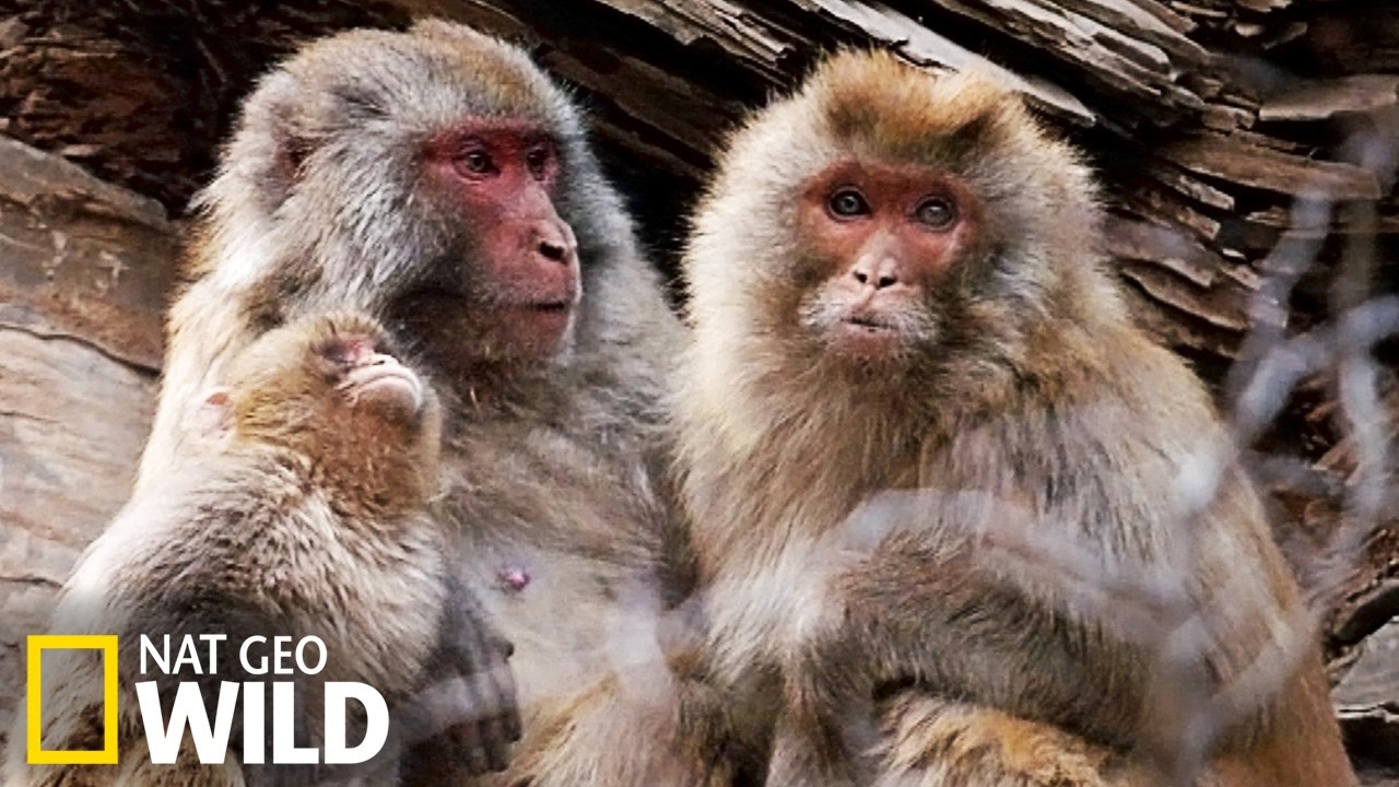 Instinct maternel chez les macaques