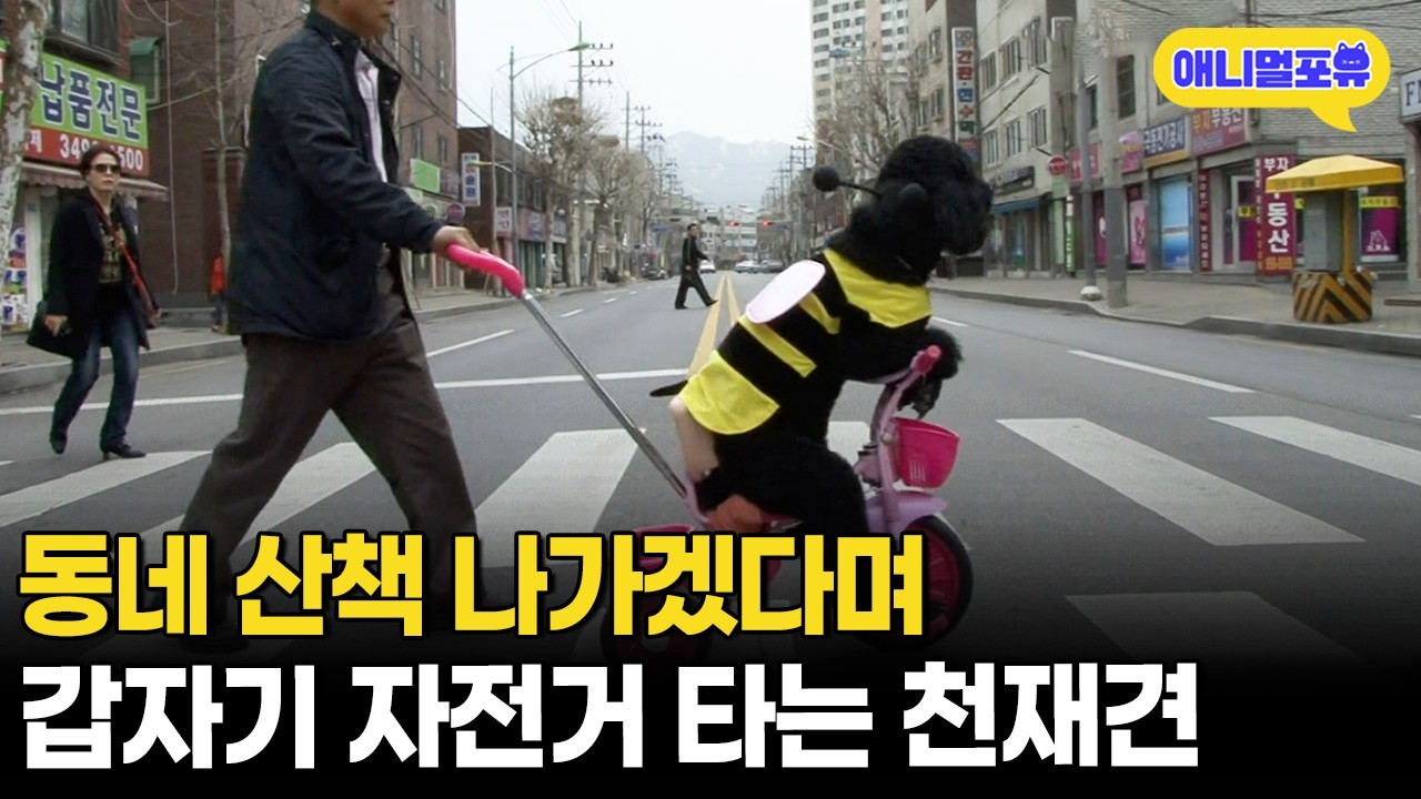 자전거 타고 골프 치러 가는 천재견이 있다..?ㅣKBS 굿모닝 대한민국 120404 방송