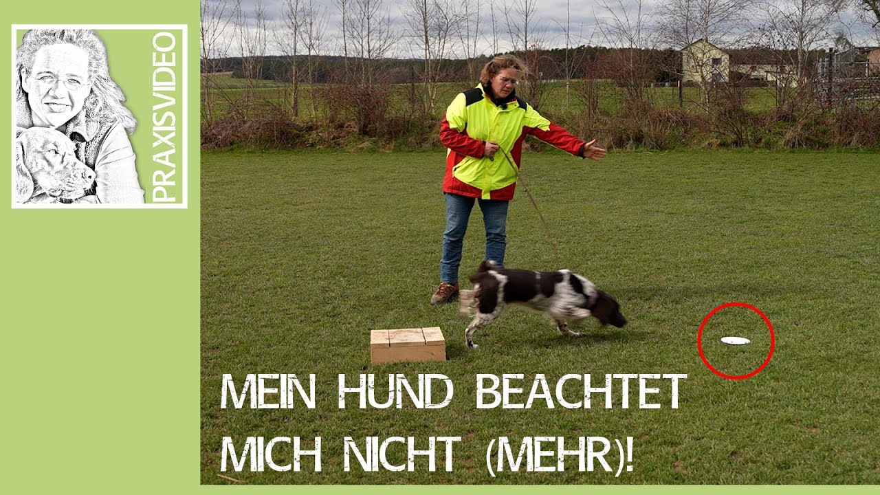 Hundetraining ➡️ Mein Hund beachtet mich nicht mehr! ➡️ Praxisvideo ✔️