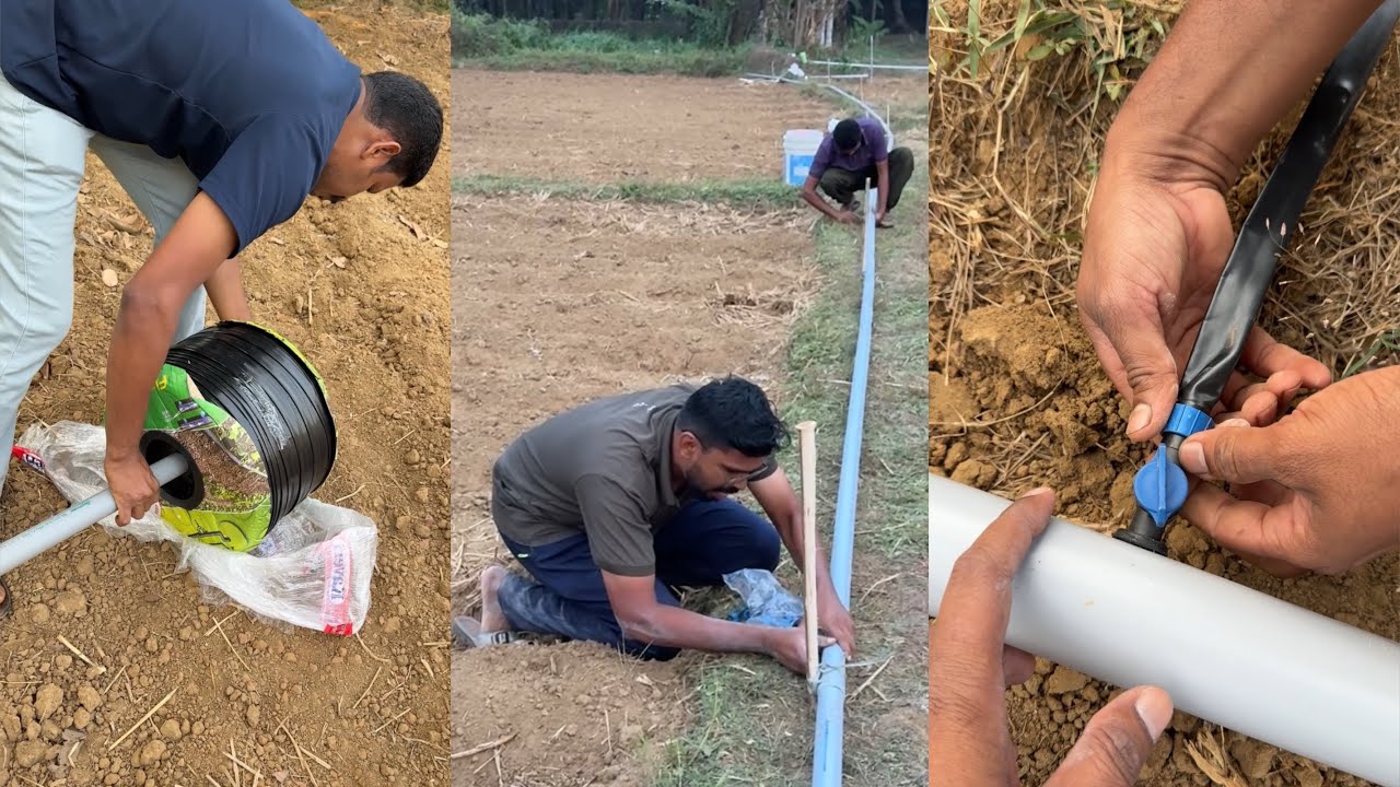 തണ്ണിമത്തൻ കൃഷി ഇനി എളുപ്പമാക്കാം 👌 നമ്മുടെ തോട്ടത്തിലെ Drip Irrigation for Watermelon