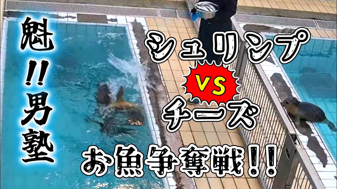 シュリンプ進級 チーズと同居でごはん争奪戦！バキュームグラタンコンビ＆おとなりボーディのゆっくりごはん🦭なめろうはじめました【アザラシ幼稚園】