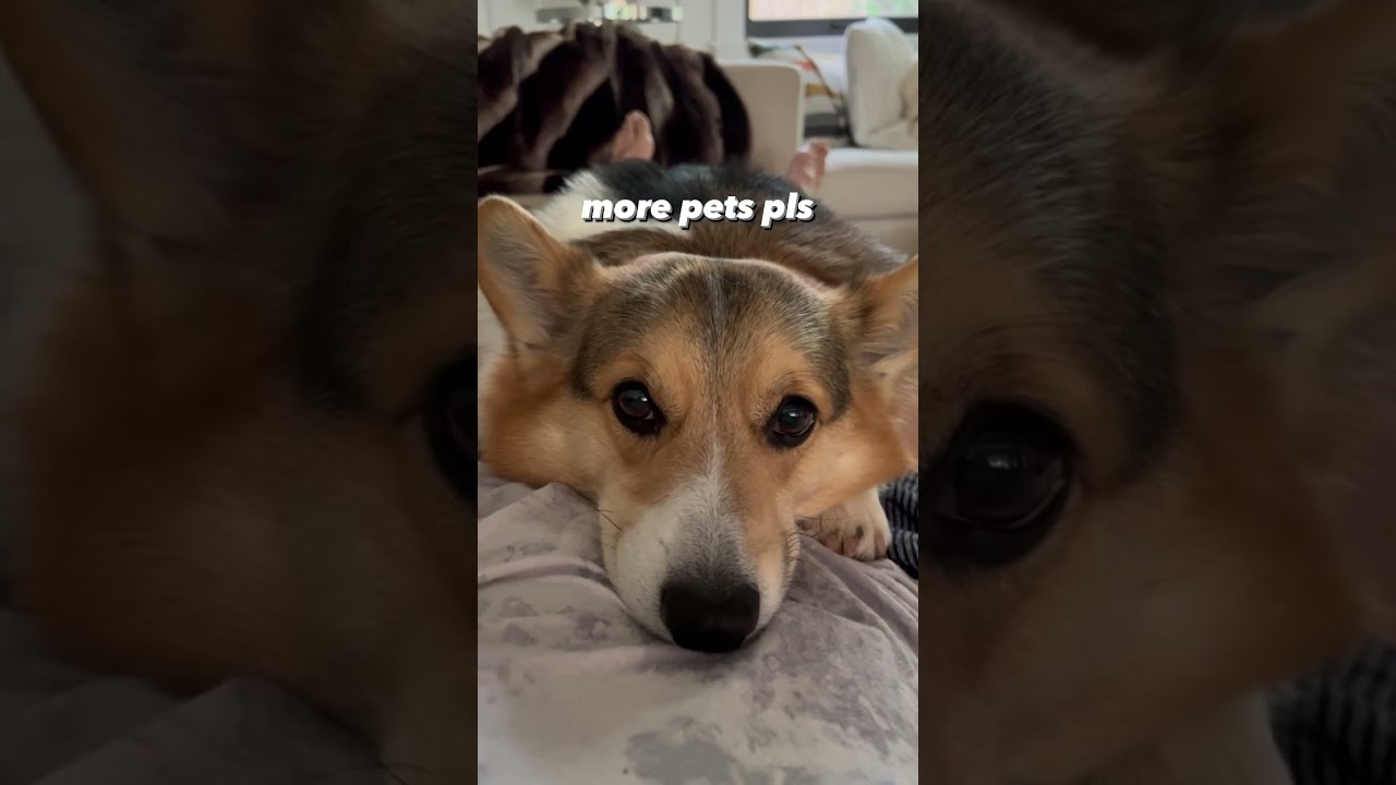 Corgi loves to be touching a human at all times #corgi #dogs