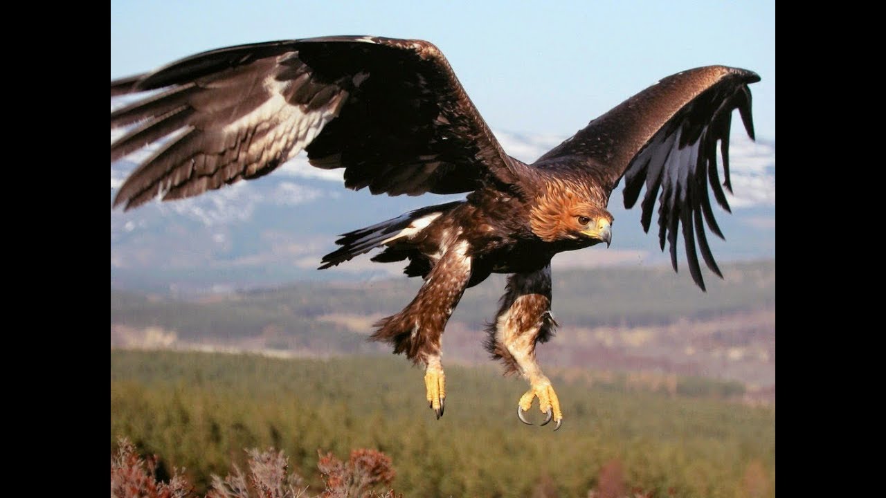 وثائقي طائر العقاب  the eagle bird Documentary