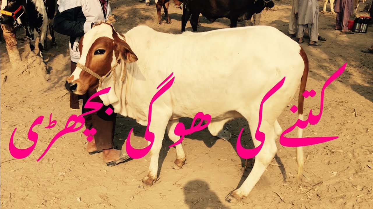 Bahawalpur Mandi Ma Bachrion k Rate bht ziada Latest rates of Bahawalpur Mandi update
