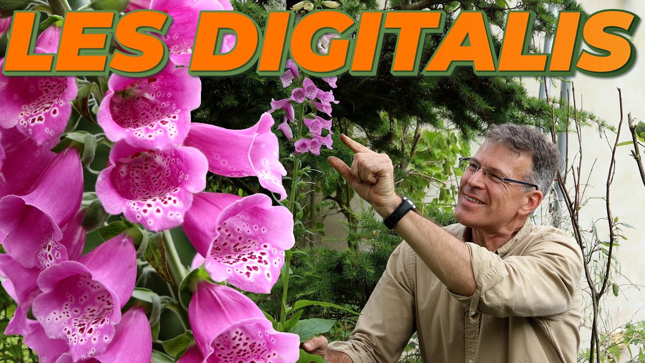 DE LA COULEUR EN HAUTEUR AVEC LES DIGITALIS  - Que Faire Dans Mon Jardin ? Semaine 21