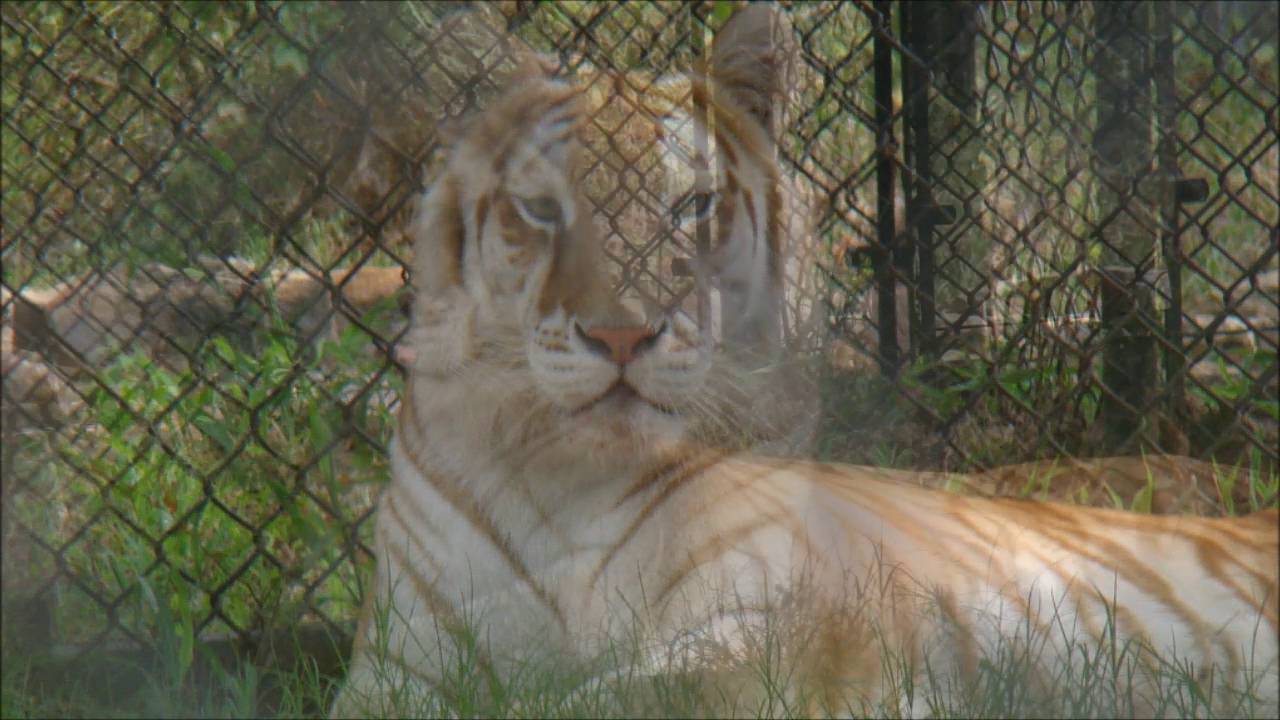 Tiger Creek Wildlife Refuge