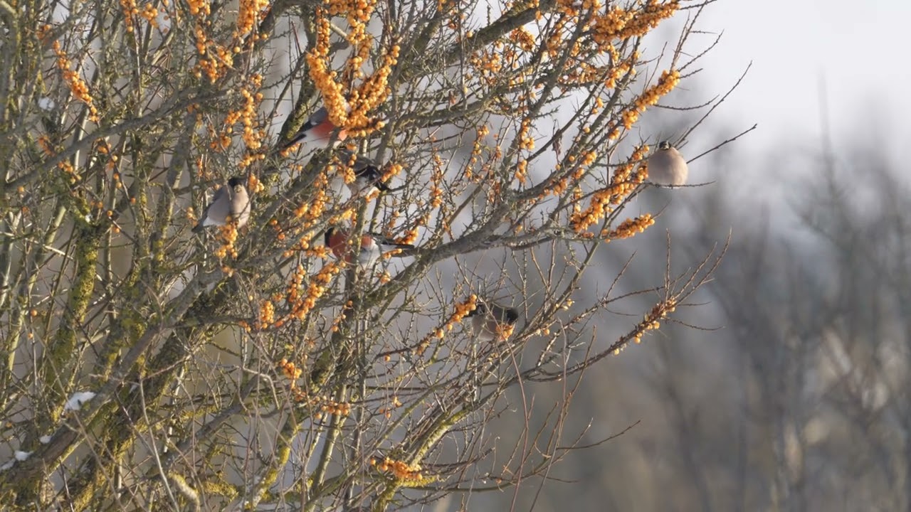 Juodagalvė sniegena - Eurasian Bullfinch - Pyrrhula pyrrhula