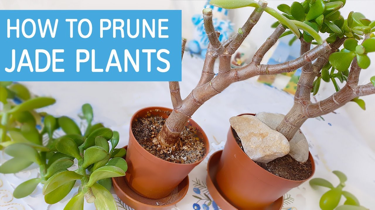 How To Prune Jade Plant? | Pruning Crassula Ovata