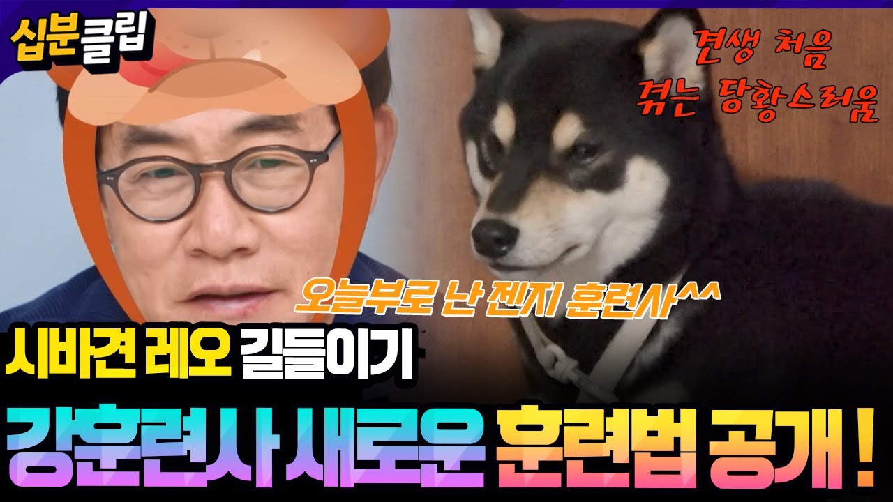 [#십분클립] 시바견 레오의 갑질(?)😎💥 강형욱 훈련사의 무관심 훈련법으로 견생 처음 당황하다🐶💦ㅣ KBS방송