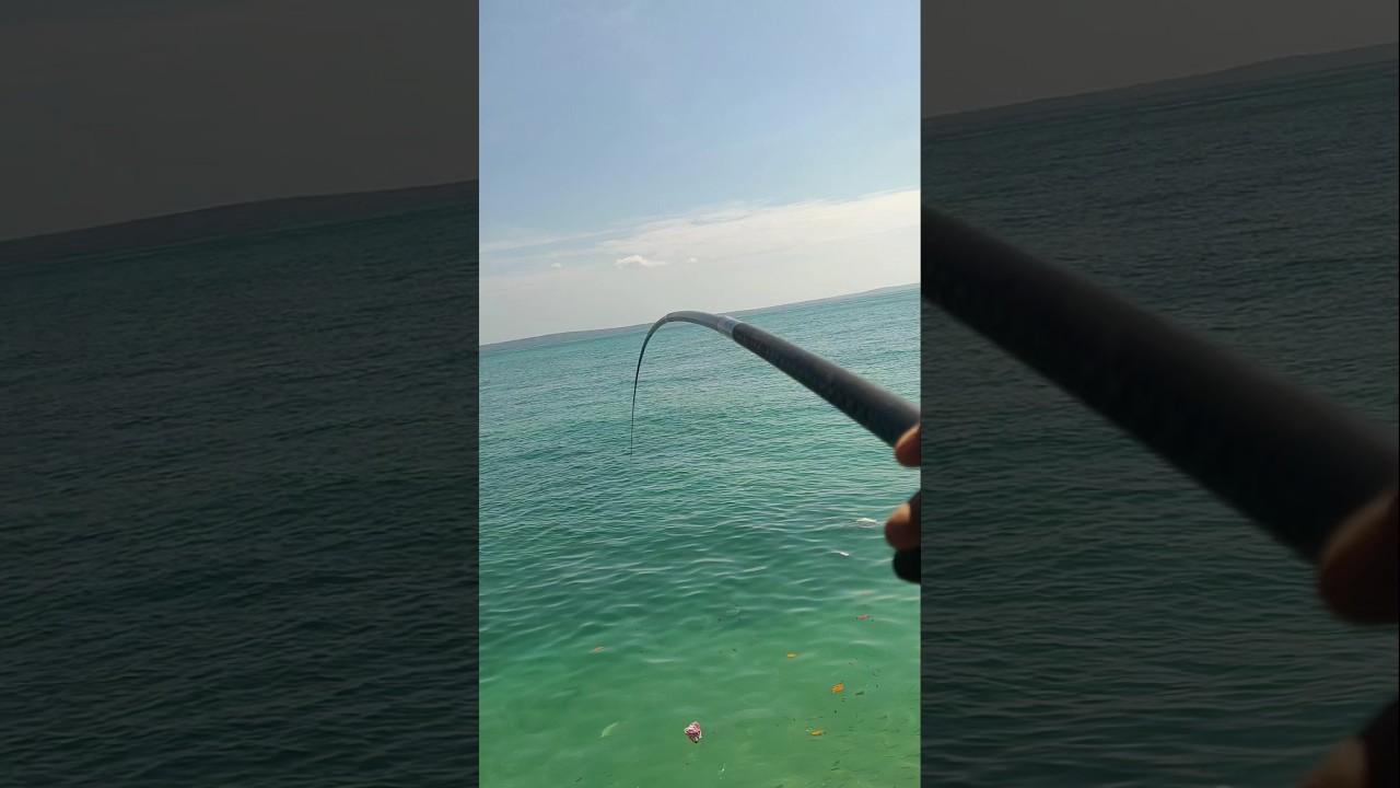 Dapat ikan baronang lingkis babon sampe senar pun menjerit#garong #mancing #strike