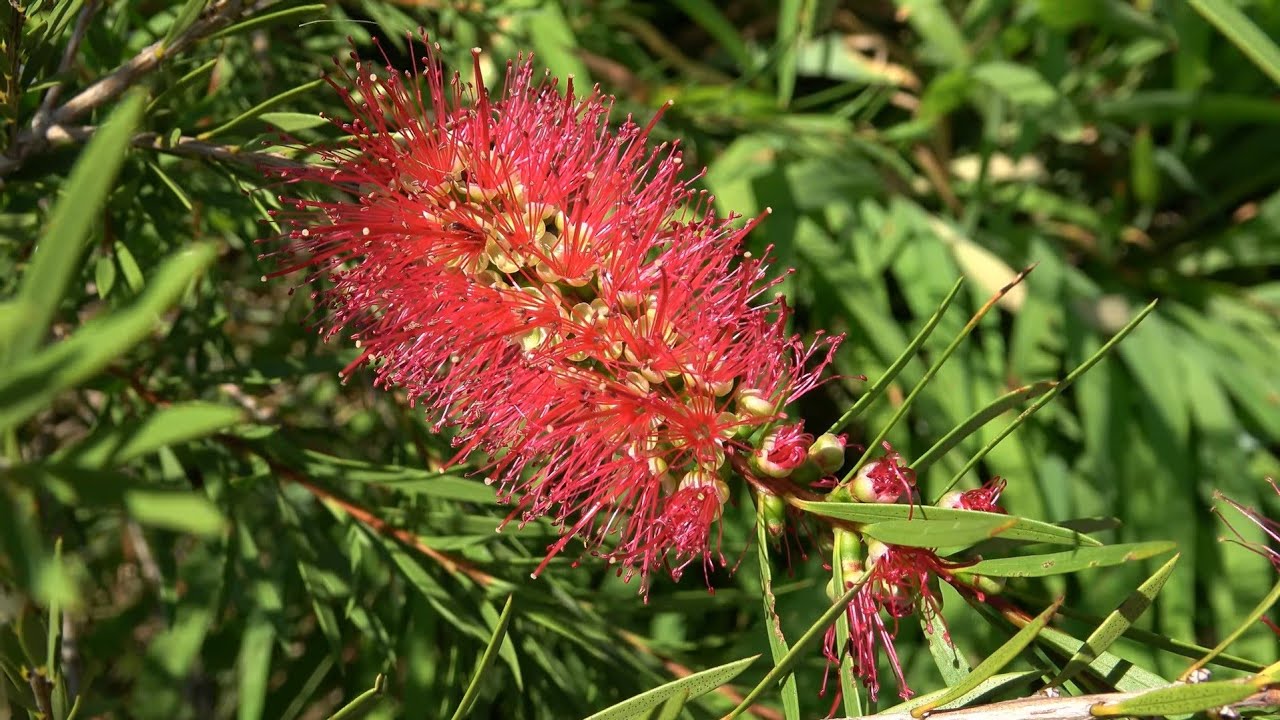 Sowing Winter Hardy Callistemon