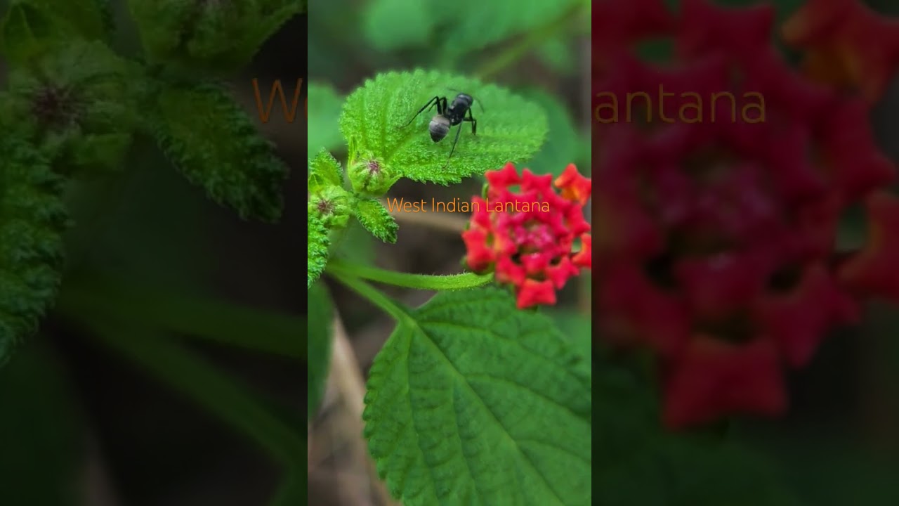 West Indian Lantana 🏵 Putush Baha 🏵 Putush Ful 🏵 #nature #flowers #beautifulflower #garden #viral