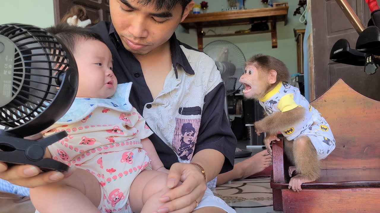 Monkey David threatens the baby making the baby cry