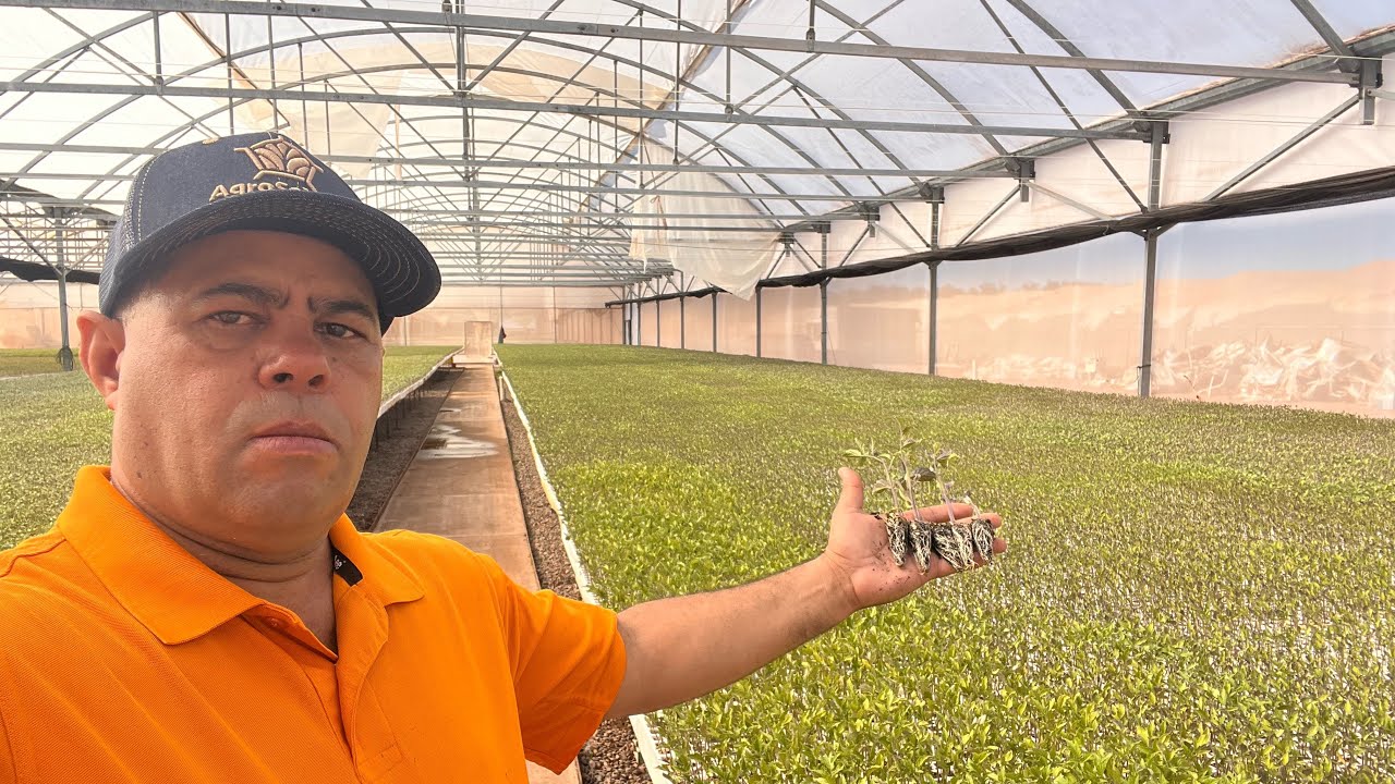 PRODUCCI&Oacute;N DE PLANTULAS EN ALMACIGOS