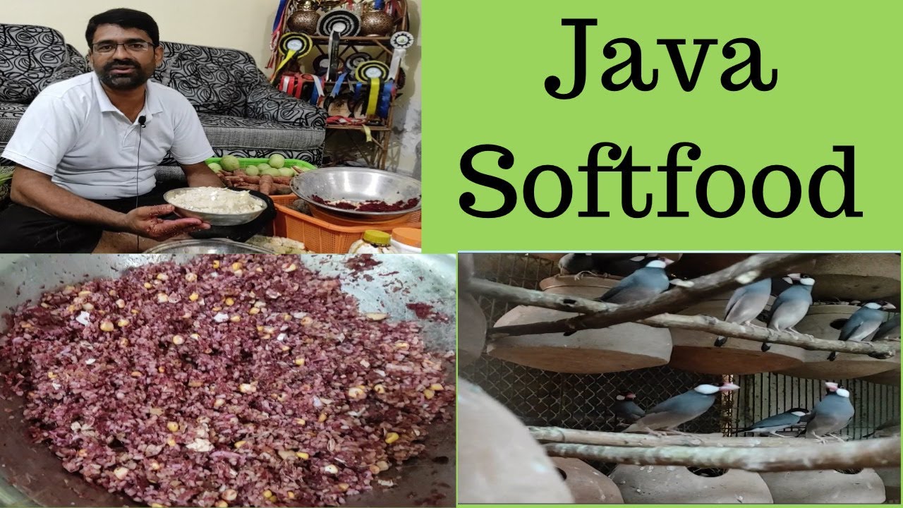 How to make & serve soft food for Java Part 3