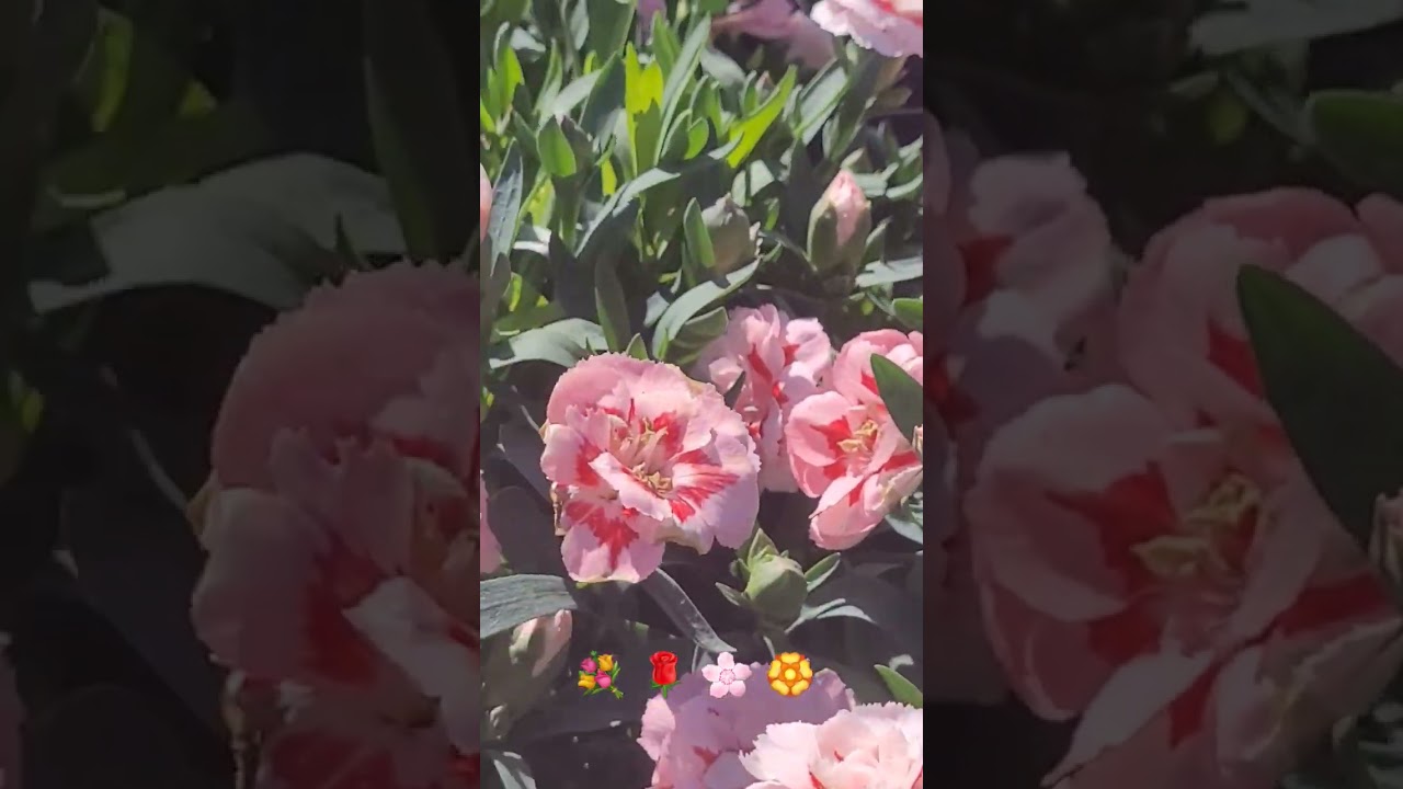 more flowers!!
