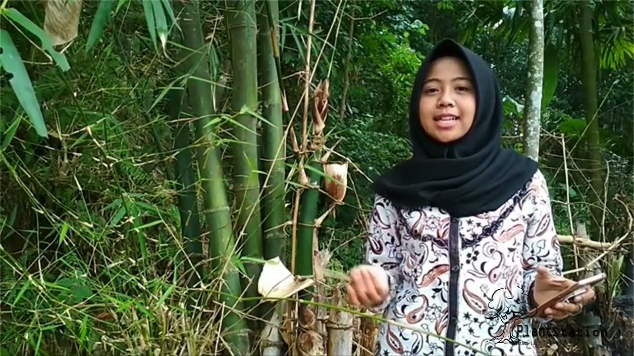 Bambusa vulgaris (italic) rumput yang pandai bergoyang