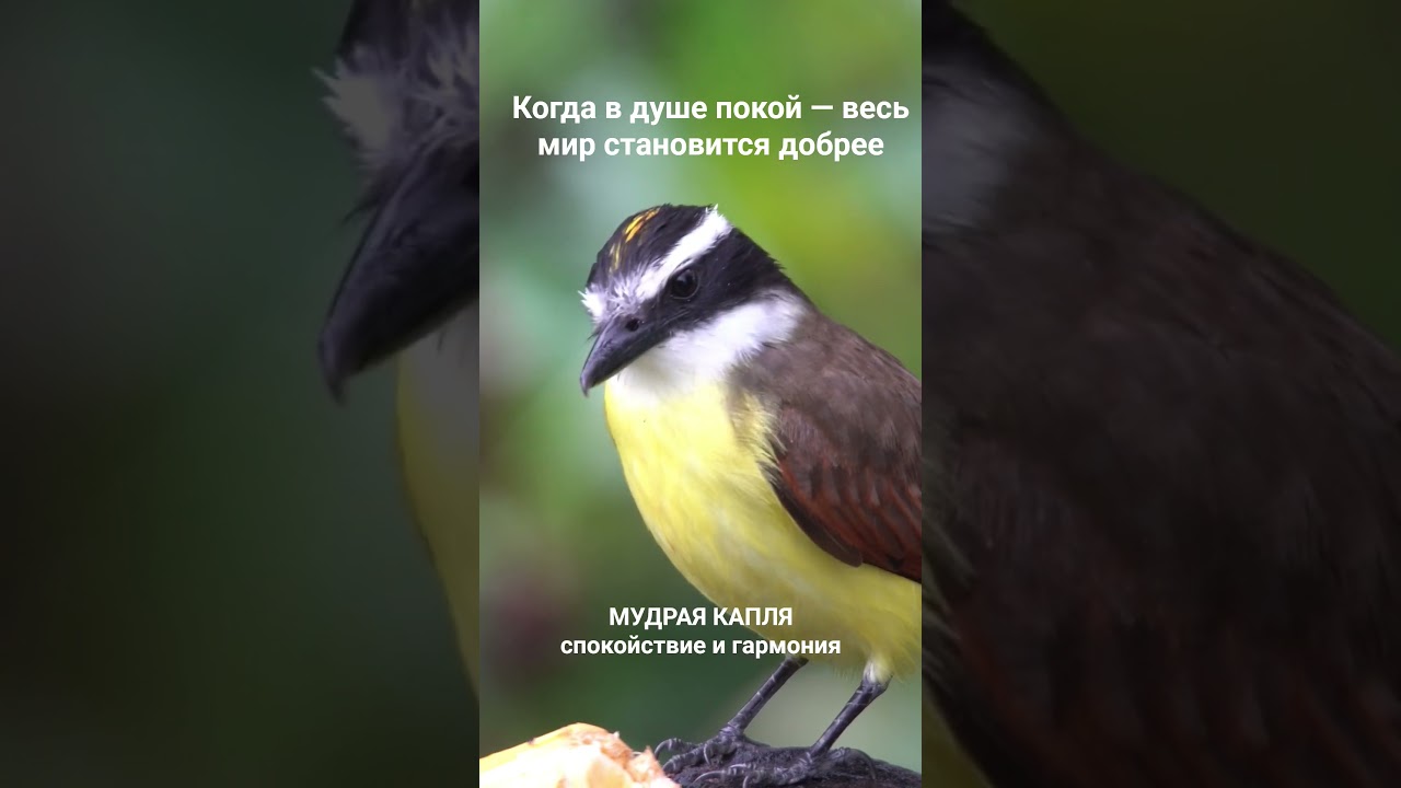 #гармония #душа #вдохновение #innerpeace #calmworld #мудраякапля #вдохновение #wisdom #nature #peace