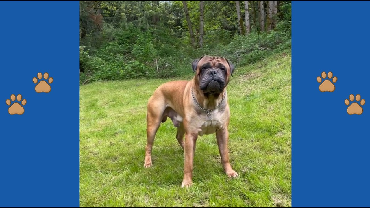 SHOCKING: 10-Year Hero Discarded Like Trash! Why This 180lb Giant Was Forced To Leave!