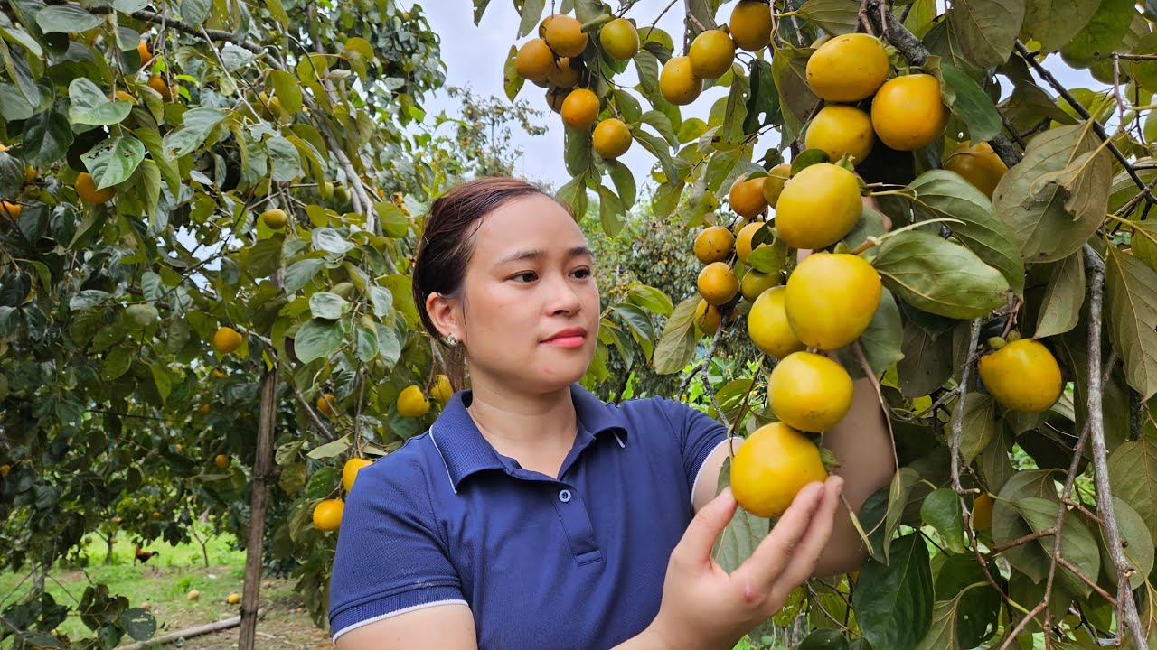 Harvest Persimmon Fruits Goes to the market sell - Building stone stairs | Lý Thị Ca