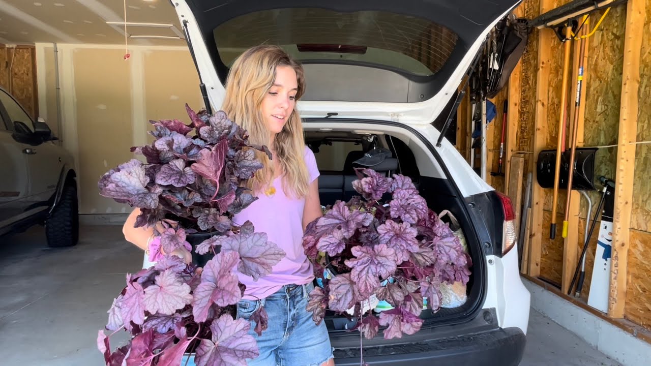 Planting 50% off Clearance Heuchera: Black Pearl, Wild Berry, Pink Panther, Peach Flambé, & Carmel!